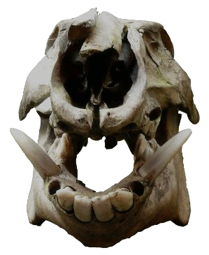boar skull
